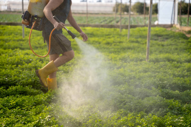 Best Mosquito Control Services  in Pigeon, MI