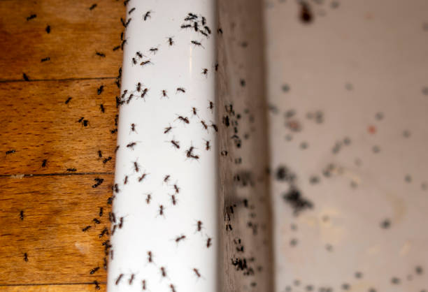 Best Bed Bug Extermination  in Pigeon, MI